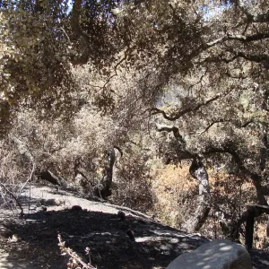 view of Mission Canyon from the canyon rim, at the top of the Meadow, after the Jesusita Fire (Coastal Live Oak)