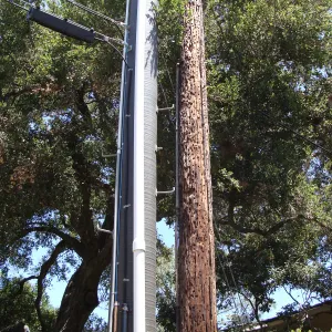 new power pole and old wooden pole, acorn granary, adjacent to the Herbarium building