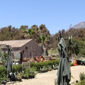 fire-damaged vegetation beyond the Courtyard and Garden Growers Nursery, after the Jesusita Fire