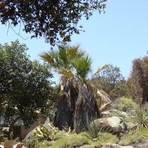 view of burned vegetation just beyond the Garden Growers Nursery and Desert Section, after the Jesusita Fire
