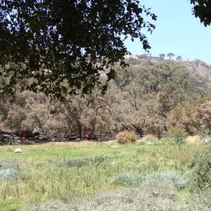 burned oak trees line the canyon rim along the western edge of the Meadow, after the Jesusita Fire