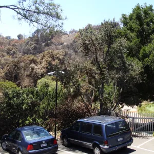 viewing burned vegetation across Mission Canyon from the SBBG parking lot, after the Jesusita Fire