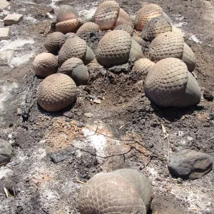 sculpted concrete acorns, stored at the Gane/Lotterhos site, after the Jesusita Fire