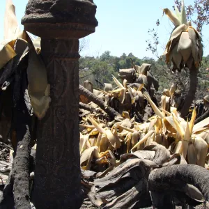 ornamental garden pillar and burned succulents at the Gane/Lotterhos site, after the Jesusita Fire