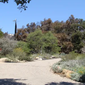 view from the Garden entrance after the Jesusita Fire