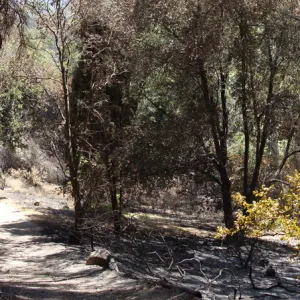 Canyon Trail, panorama, one week after the Jesusita Fire