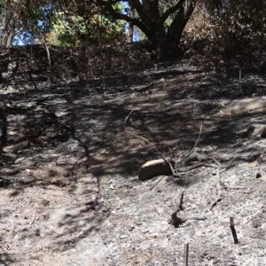 Trail to Tunnel Road from the Canyon, panorama, one week after the Jesusita Fire