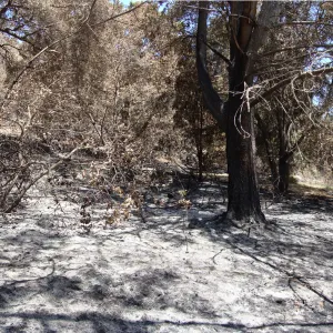 Island Section, panorama, one week after the Jesusita Fire