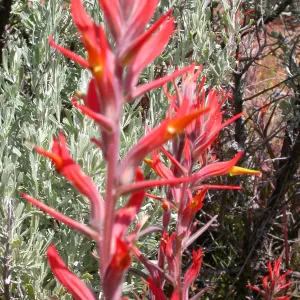 Hwy 33, Derrydale Creek, Saliva columbariae, Castilleja affinis