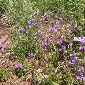 Dichelostemma capitatum, Hwy 33, Derrydale Creek
