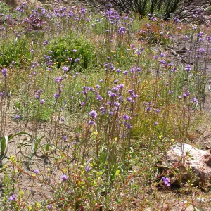 Dichleostemma capitatum, Hwy 33, Derrydale Creek