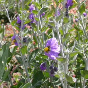 Solanum umbelliferum ssp. incanum, Hwy 33, Derrydale Creek