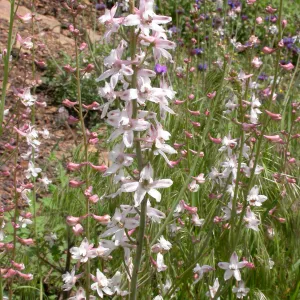 Delphinium parishii ssp. pallidum, Hwy 33, Derrydale Creek