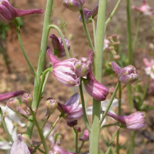 Delphinium parishii ssp. pallidum, Hwy 33, Derrydale Creek