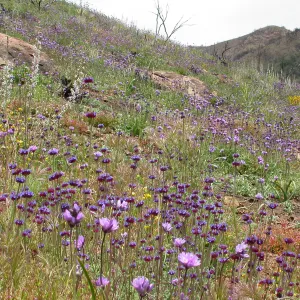 Post Burn Wildflowers, Hwy 33, Derrydale Creek