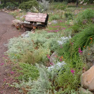 Bench at Dudleya Display