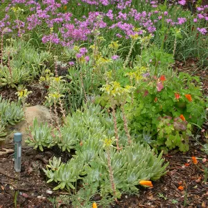 Dudleya caespitosa with Allium unifolium