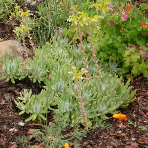Dudleya caespitosa