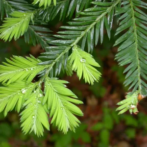 Coast Redwood leaf closeup