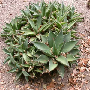 Agave margaritae