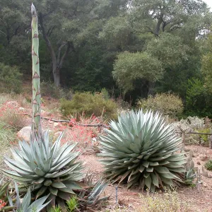 Agave sebastiana
