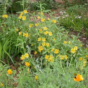 Mimulus aurantiacus, 03-316