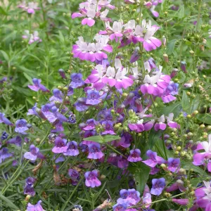Entrance Wildflowers