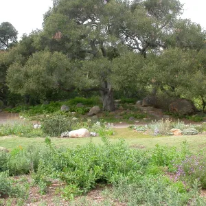 Quercus agrifolia (Coastal Live Oak) Meadow Oaks
