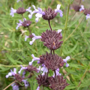 Salvia brandegii (Santa Rosa Island Sage) hybrid in Dudleya display