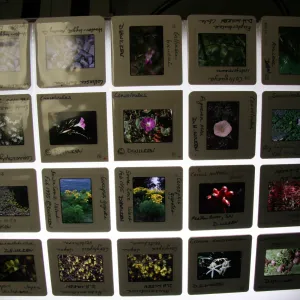 Accessioned slide sheet, IMLS Digital Image Library Project