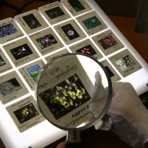 Accessioned slide sheet, IMLS Digital Image Library Project