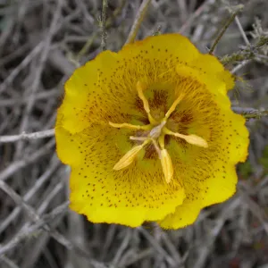 Calochortus weedii weedii, Saxony Road, San Diego County