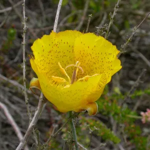Calochortus weedii weedii, Saxony Road, San Diego County