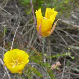 Calochortus weedii weedii, Saxony Road, San Diego County