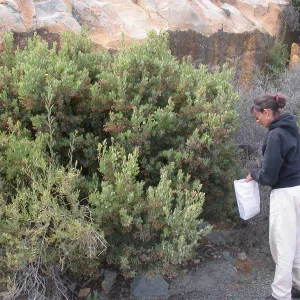 Arctostaphylos otayensis, Pinkish flowers