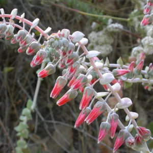 Dudleya pulverulenta, Otay Mountain, San Diego Couny Pinkish flowers