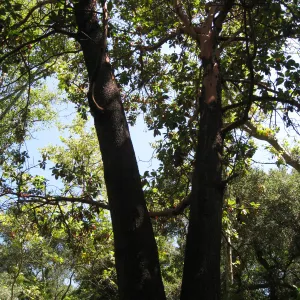 Madrone at Guild House