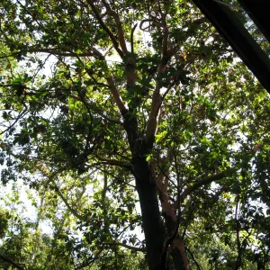 Madrone at Guild House