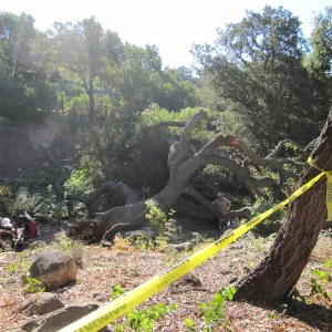 Fallen Oak i(Coastal Live Oak) n the Arroyo