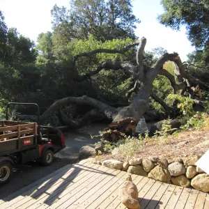 Fallen Oak