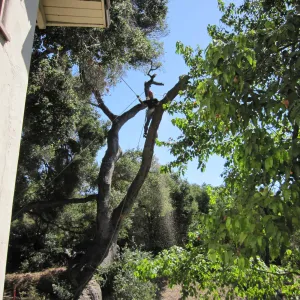 Fallen Oak