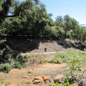 Fallen Oak