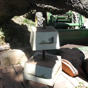 Fallen Oak Damages