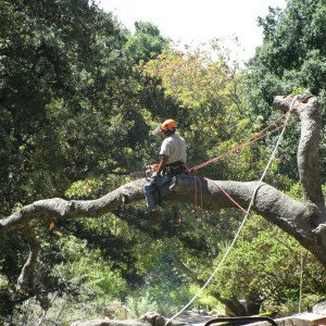 Fallen Oak Trimming