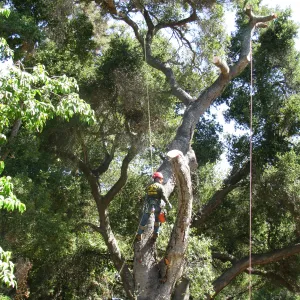 Oak Tree Removal