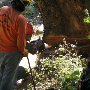 Oak Tree Removal