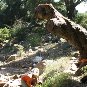 Oak Tree Removal