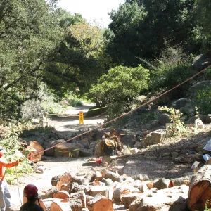 Oak Tree Removal