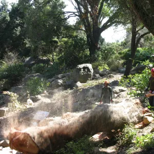 Oak Tree Removal