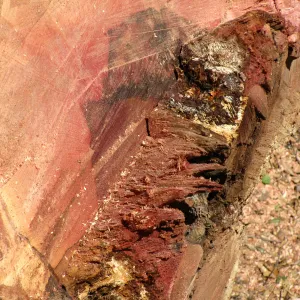Oak Tree Removal